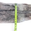 Eastern Coyote Hide 3