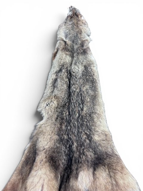 Eastern Coyote Hide 3