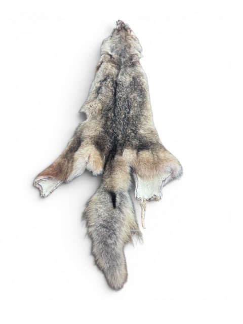 Eastern Coyote Hide 3