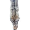 Eastern Coyote Hide 4
