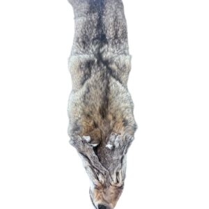 Eastern Coyote Hide 4