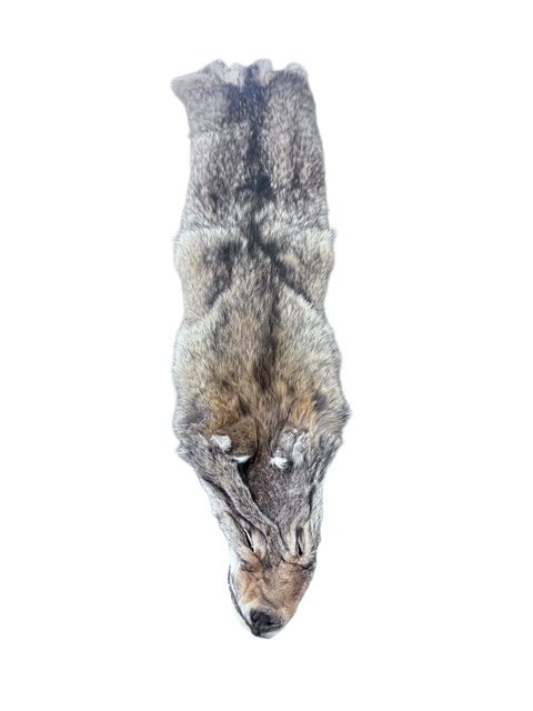 Eastern Coyote Hide 4