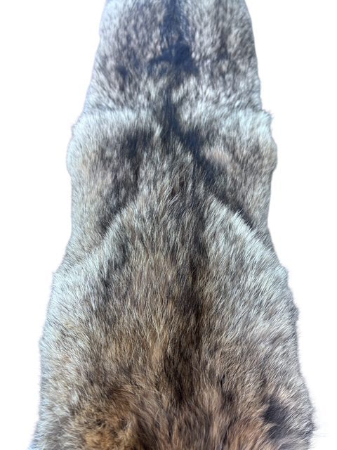 Eastern Coyote Hide 4