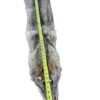 Eastern Coyote Hide 4