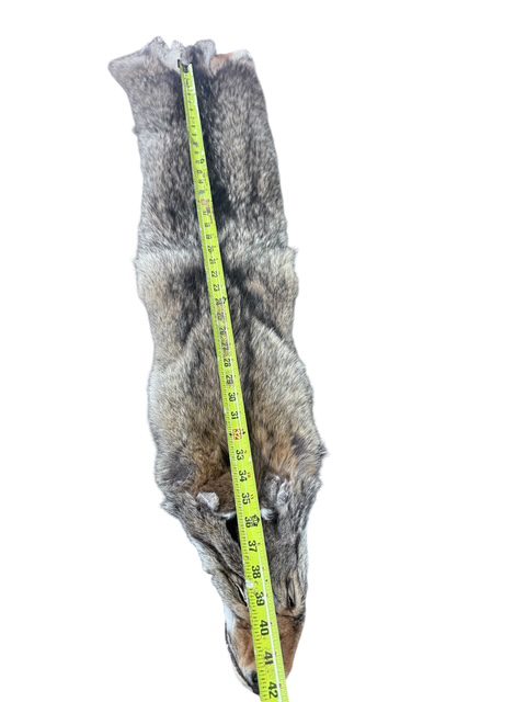 Eastern Coyote Hide 4