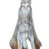 Eastern Coyote hide 4