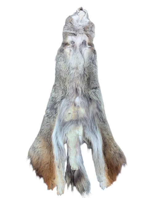 Eastern Coyote hide 4