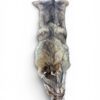 Eastern Coyote Hide 4