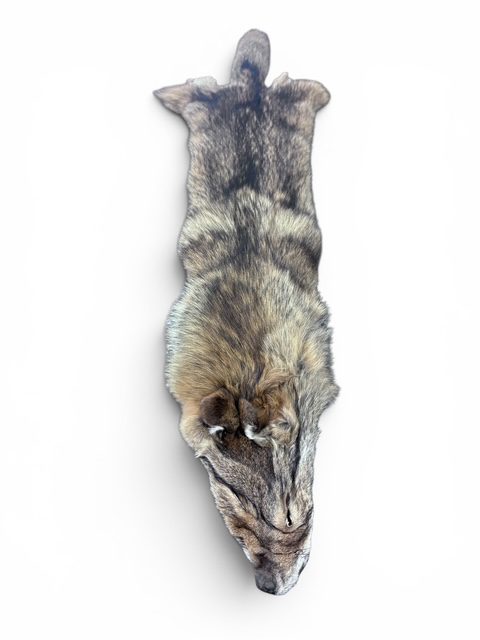 Eastern Coyote Hide 4
