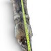Eastern Coyote Hide 5