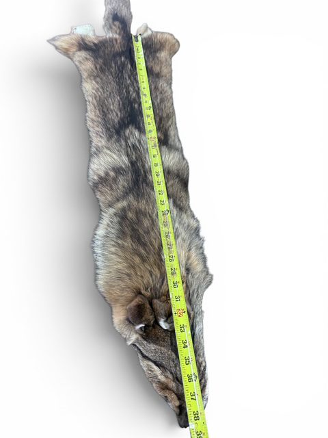 Eastern Coyote Hide 5