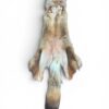 Eastern Coyote Hide 5