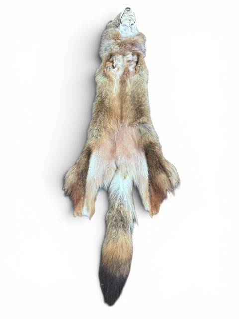 Eastern Coyote Hide 5