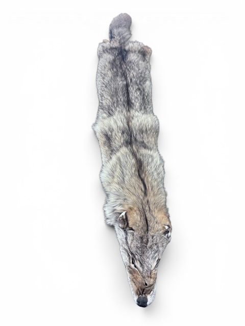 Eastern Coyote Hide 6