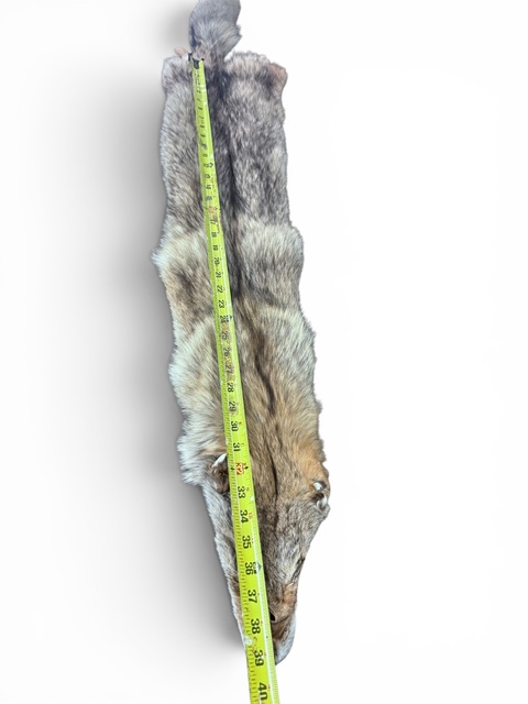 Eastern Coyote Hide 6