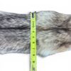 Eastern Coyote Hide 6