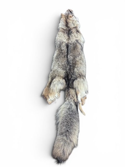 Eastern Coyote Hide 6