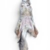 Eastern Coyote Hide 6