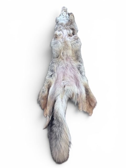 Eastern Coyote Hide 6