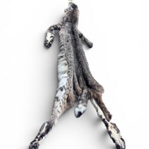 Eastern Bobcat Pelt 1