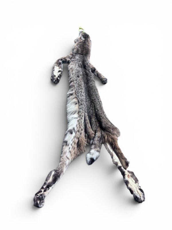 Eastern Bobcat Pelt 1