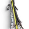 Eastern Bobcat Pelt 1