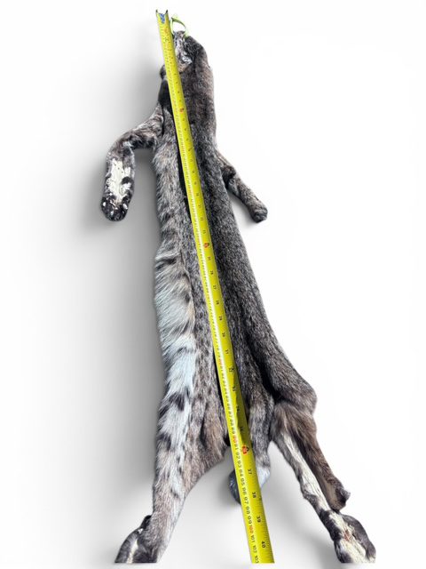 Eastern Bobcat Pelt 1