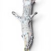 Eastern Bobcat Pelt 1