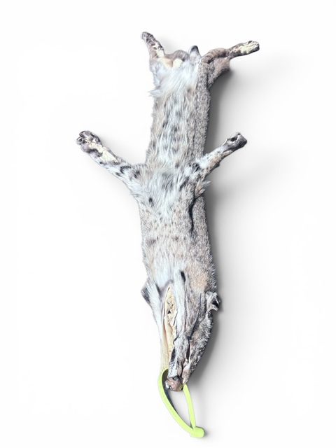 Eastern Bobcat Pelt 1