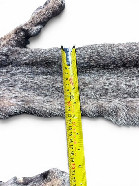 Eastern Bobcat Pelt 1