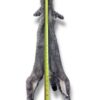 Eastern Bobcat Pelt 2