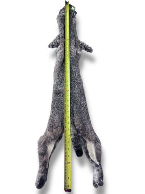 Eastern Bobcat Pelt 2