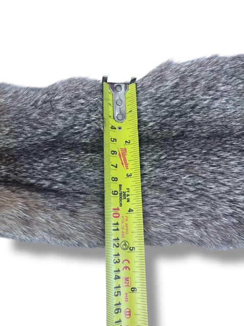 Eastern Bobcat Pelt 2