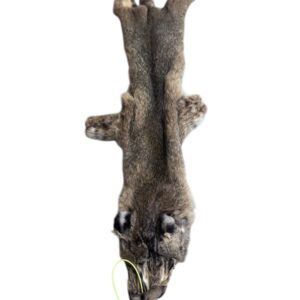 Eastern Bobcat Pelt 2