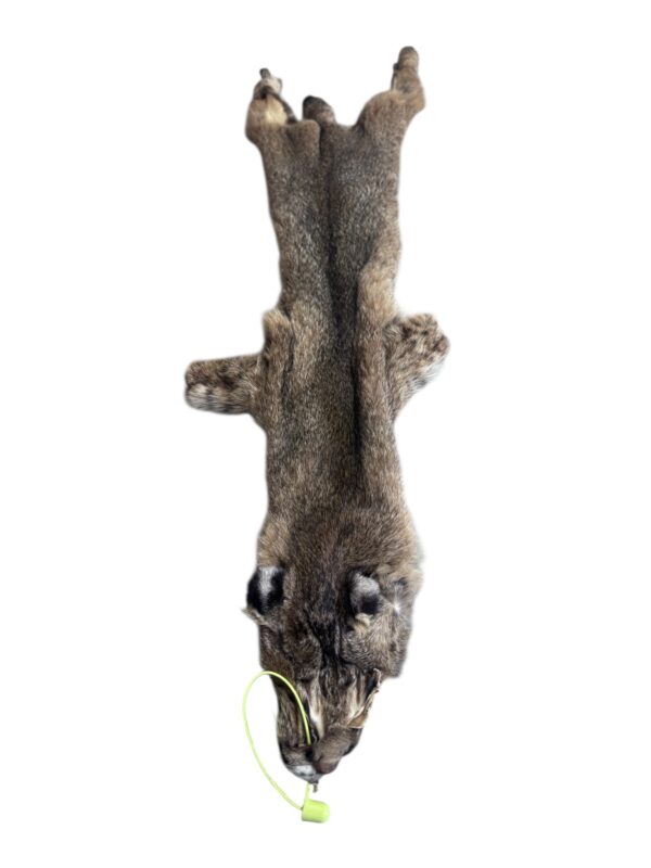 Eastern Bobcat Pelt 2