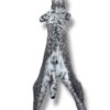 Eastern Bobcat Pelt 2