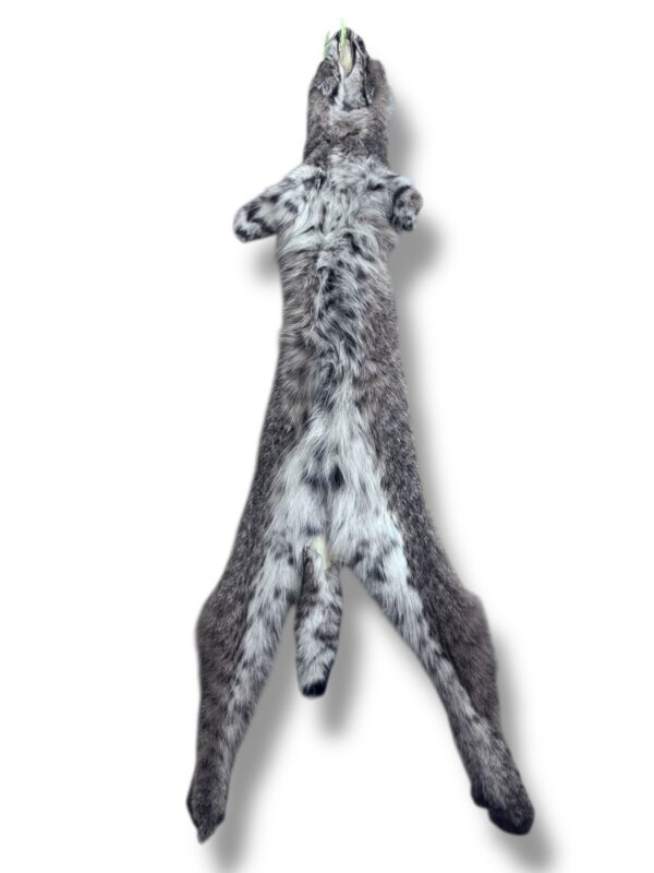 Eastern Bobcat Pelt 2