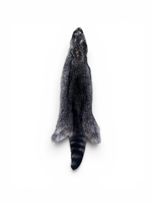 Racoon Hide 2
