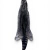 Racoon Hide 2