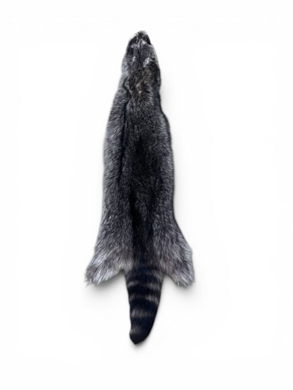 Racoon Hide 2