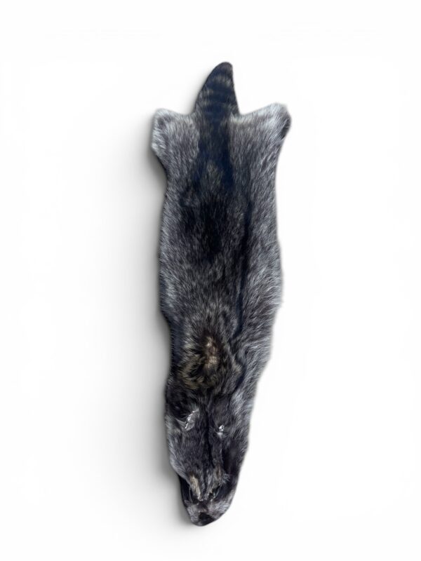 Racoon Hide 2