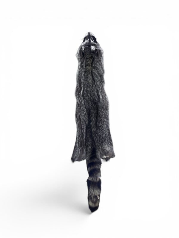 Racoon Hide 3