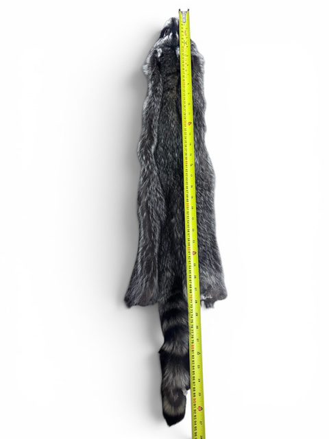 Racoon Hide 3