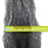Racoon Hide 3