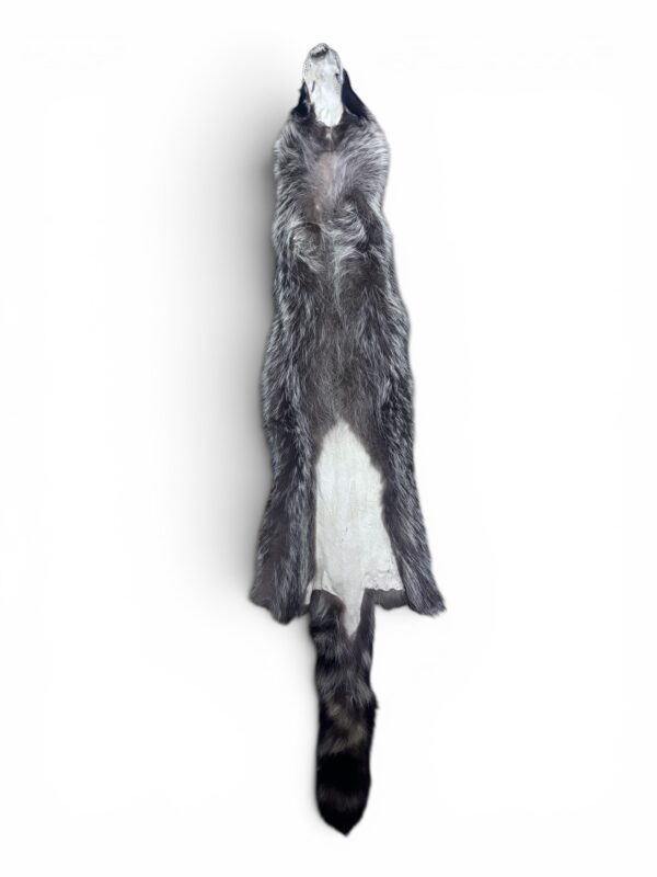 Racoon Hide 3