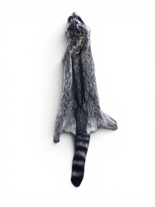 Racoon Hide 4