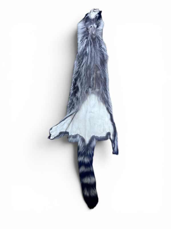Racoon Hide 4