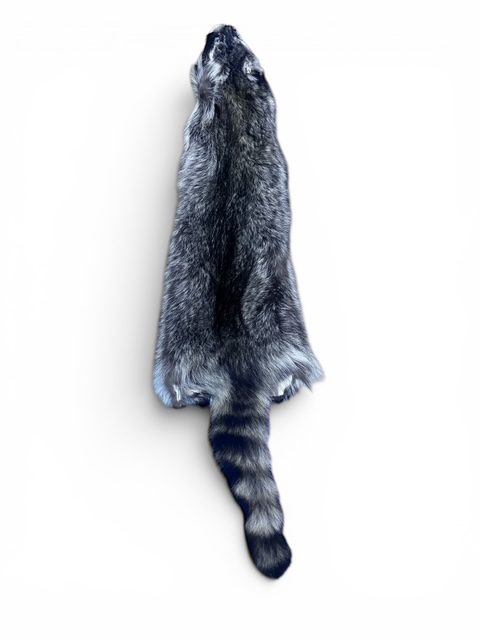 Racoon Hide 5