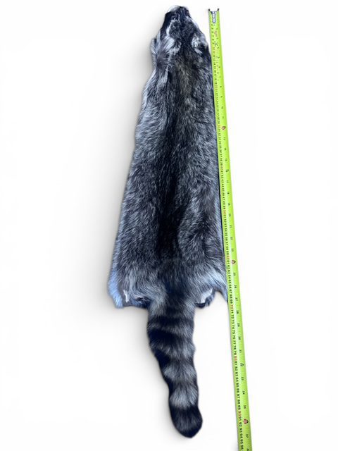 Racoon Hide 5