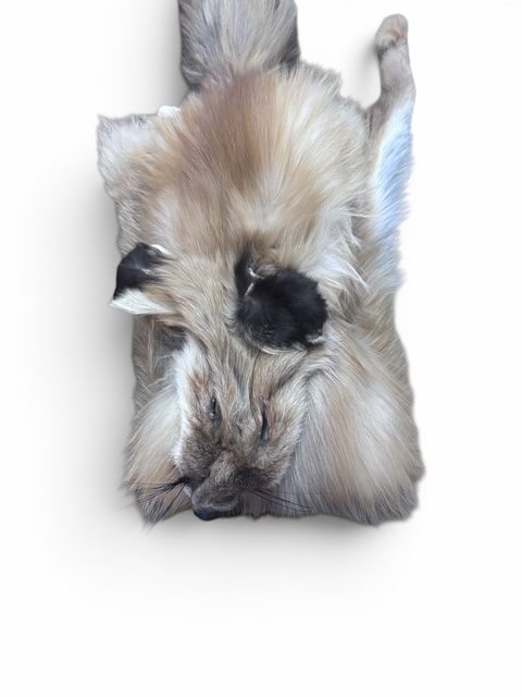 Red Fox Hide 2